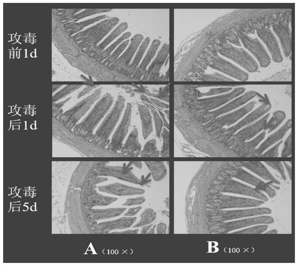 Bacteriostatic and anti-inflammatory Chinese herbal medicine extract feed additive and application thereof