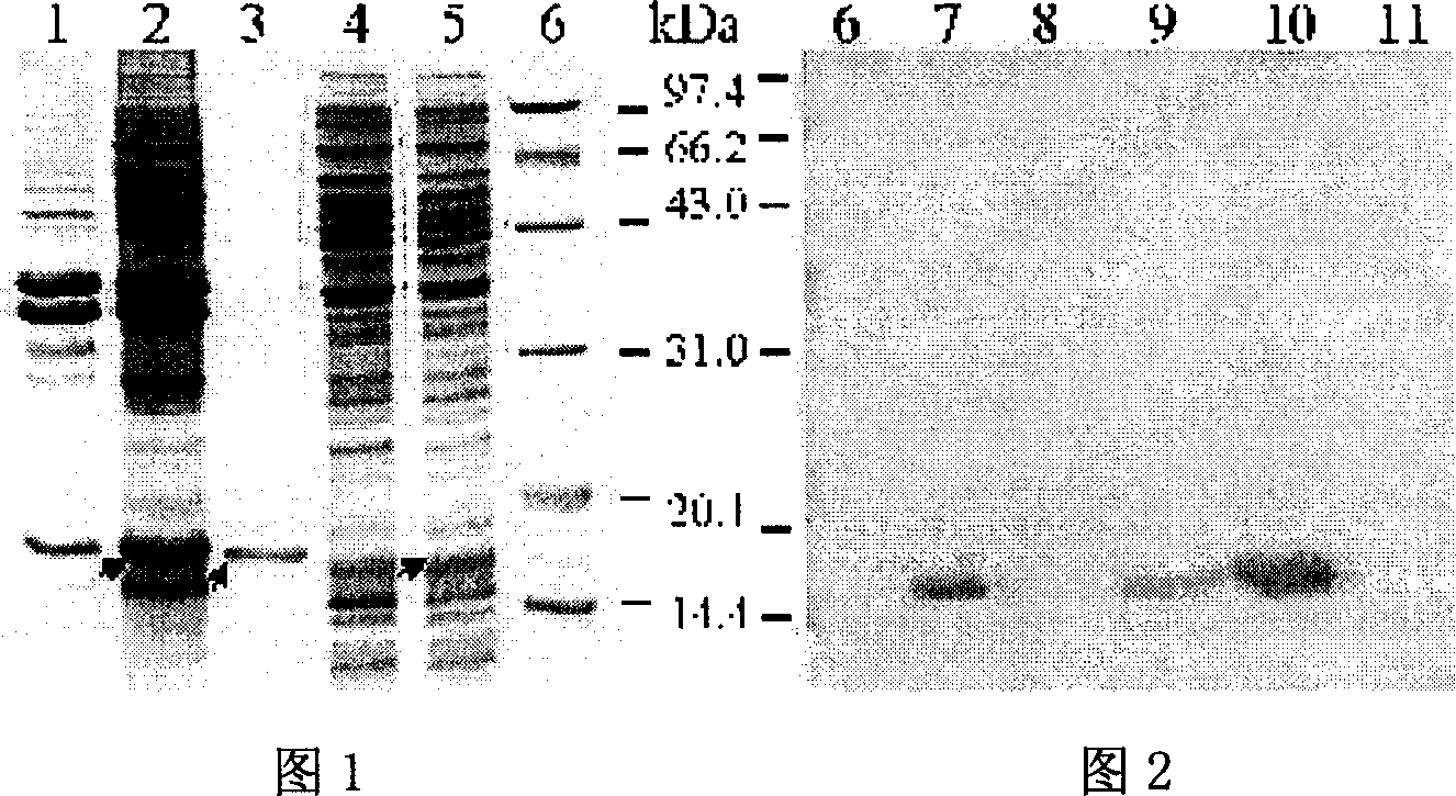 Synthetic chimeric peptide of human chorionic gonadotrophin genetic engineering and its preparation method