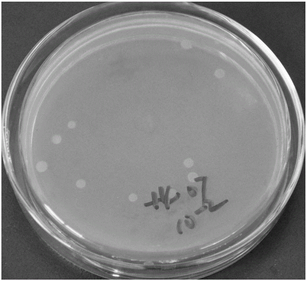 Bacillus altitudinis YLX-5 and application thereof