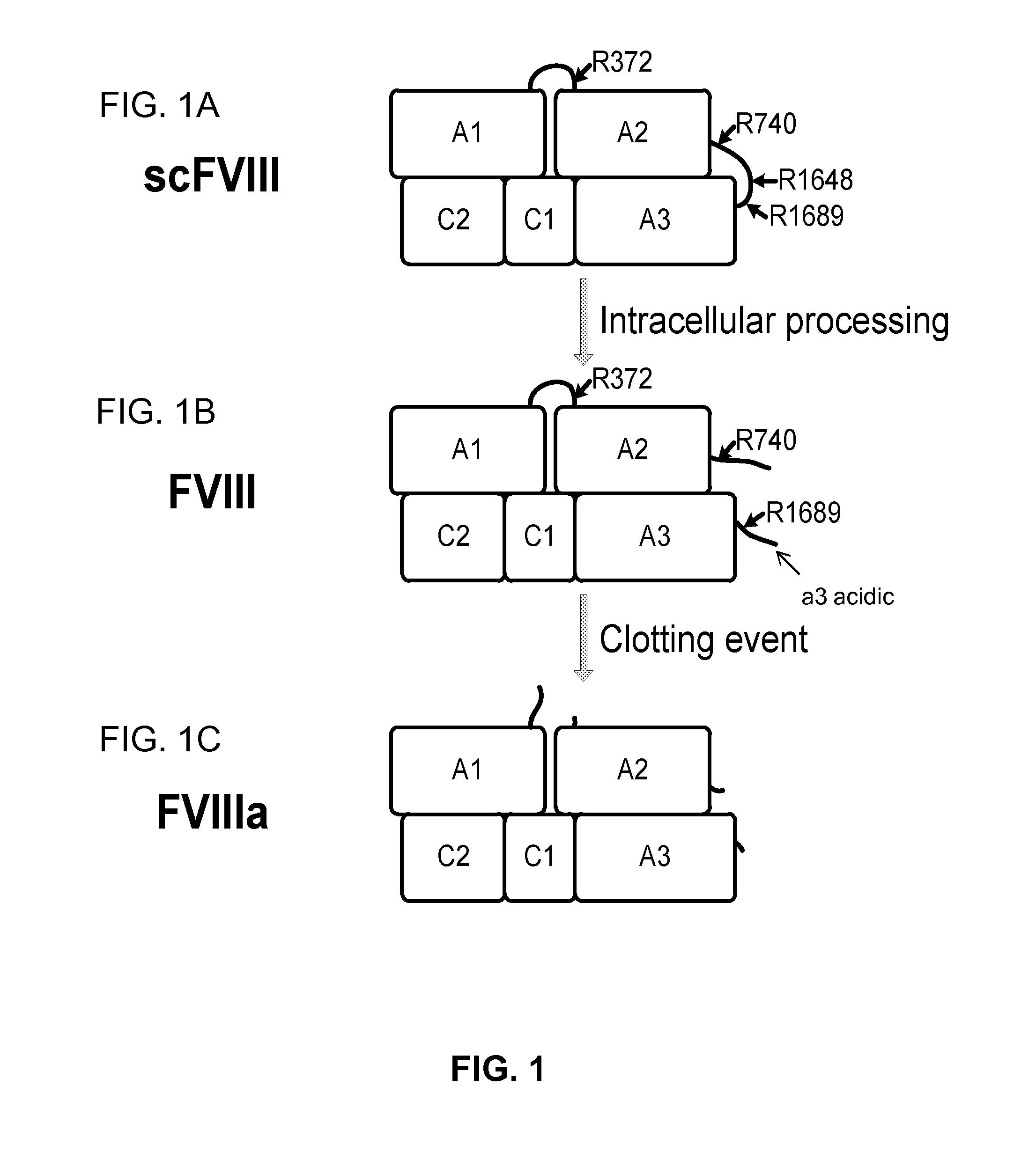 Factor viii compositions and methods of making and using same