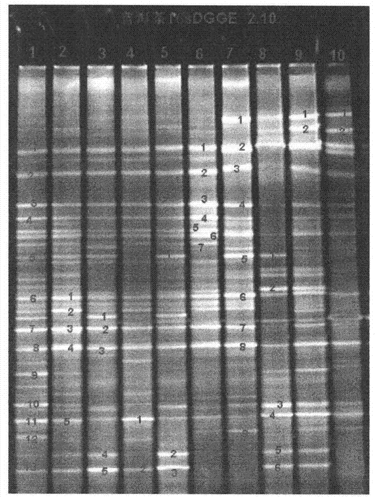 Dominant fungi and their spectra in the microbial flora of Pu-erh tea