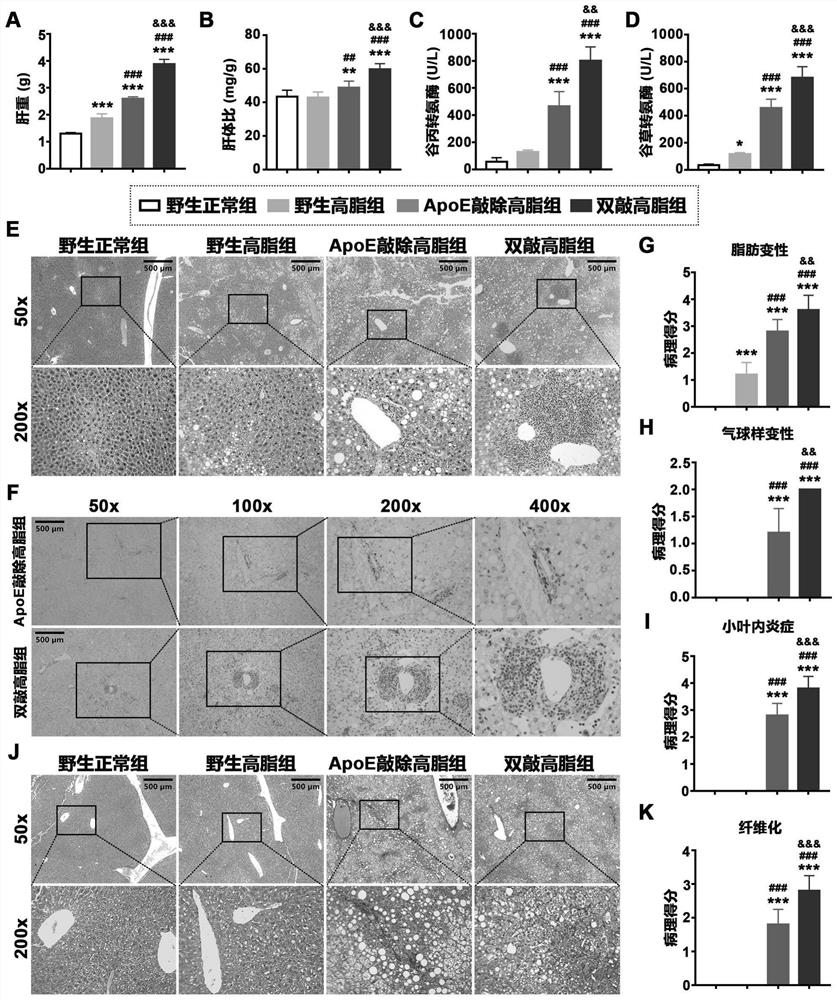 Construction method and application of non-alcoholic steatohepatitis mouse model based on PEDF/ApoE double-gene knockout