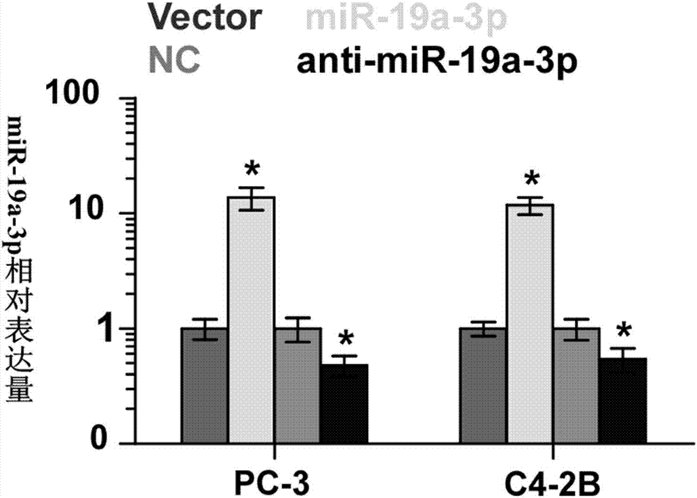 Application of miR-19a-3p in preparing diagnostic reagent and therapeutic drug for prostate cancer with osseous metastasis