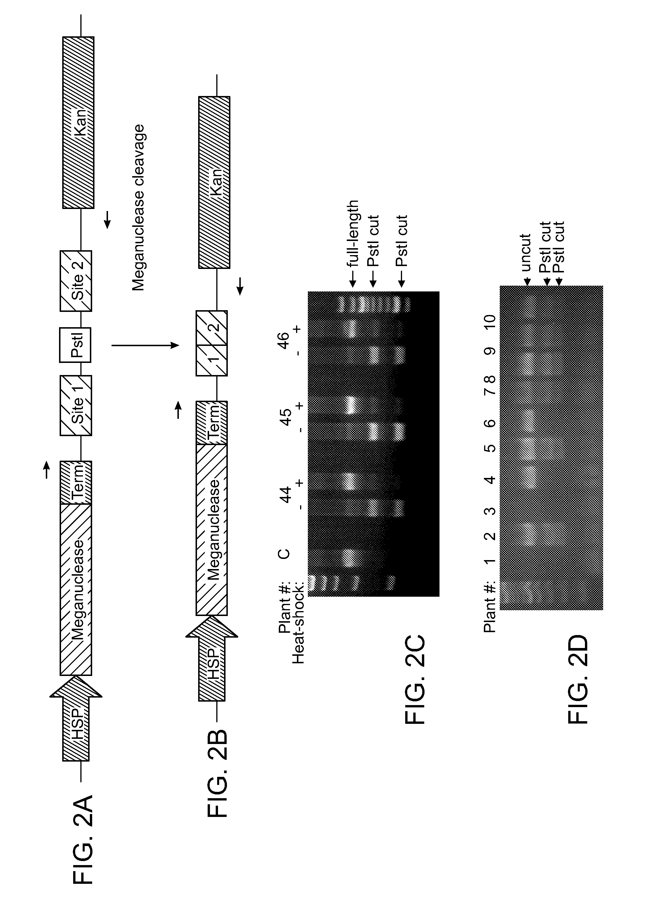 Temperature-dependent meganuclease activity