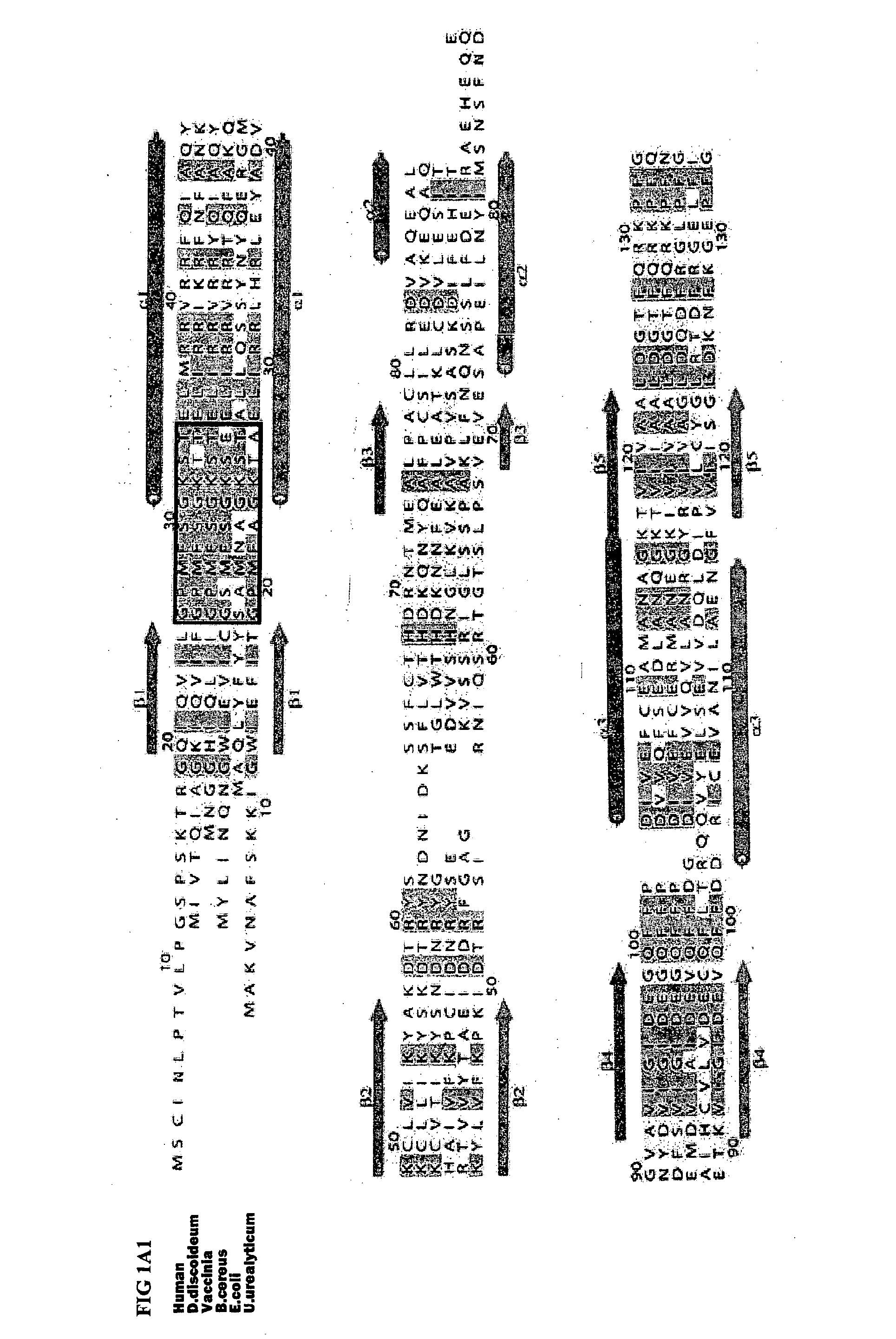 Exposed proliferation-related peptides, ligands and methods employing the same