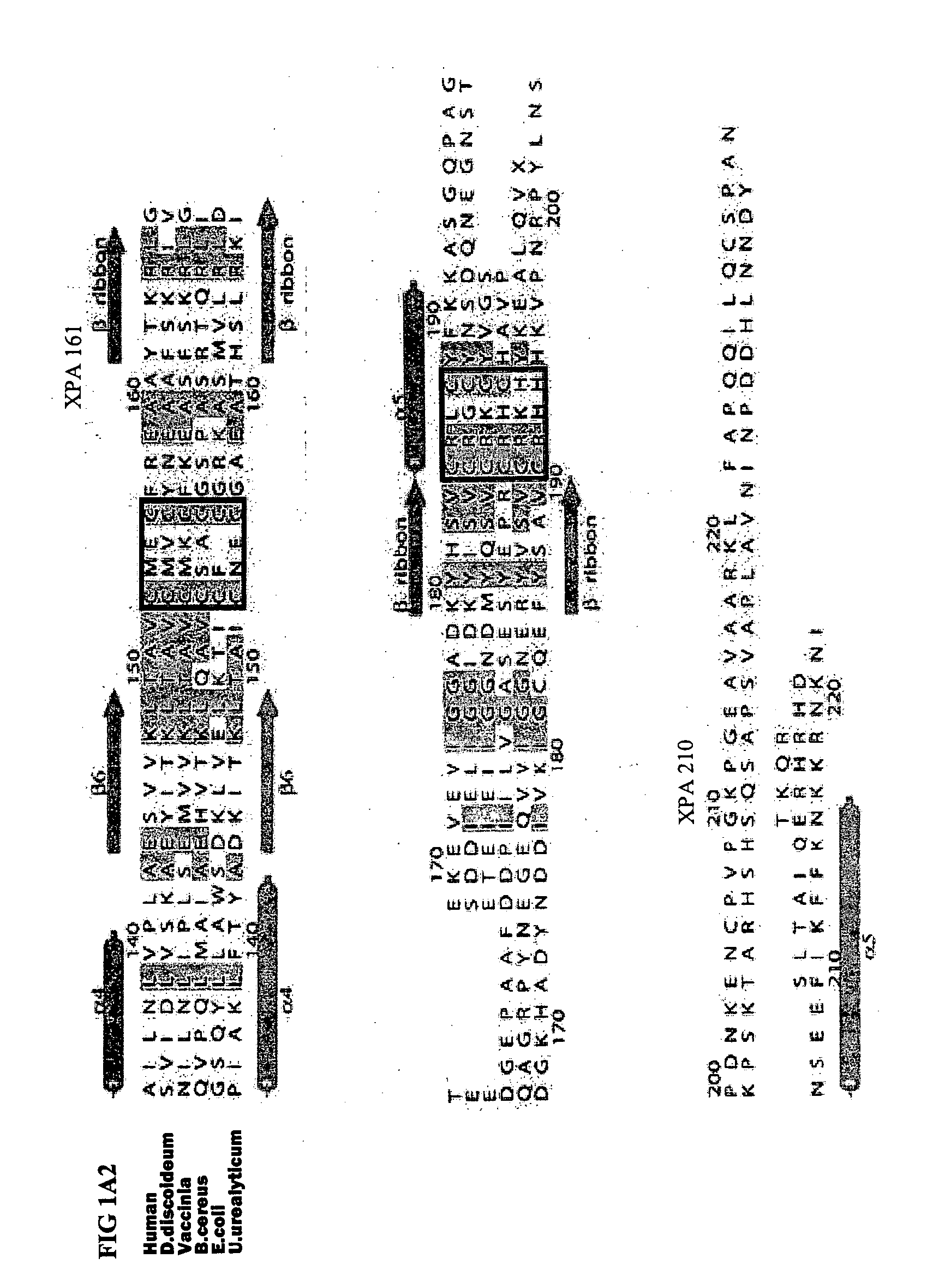 Exposed proliferation-related peptides, ligands and methods employing the same