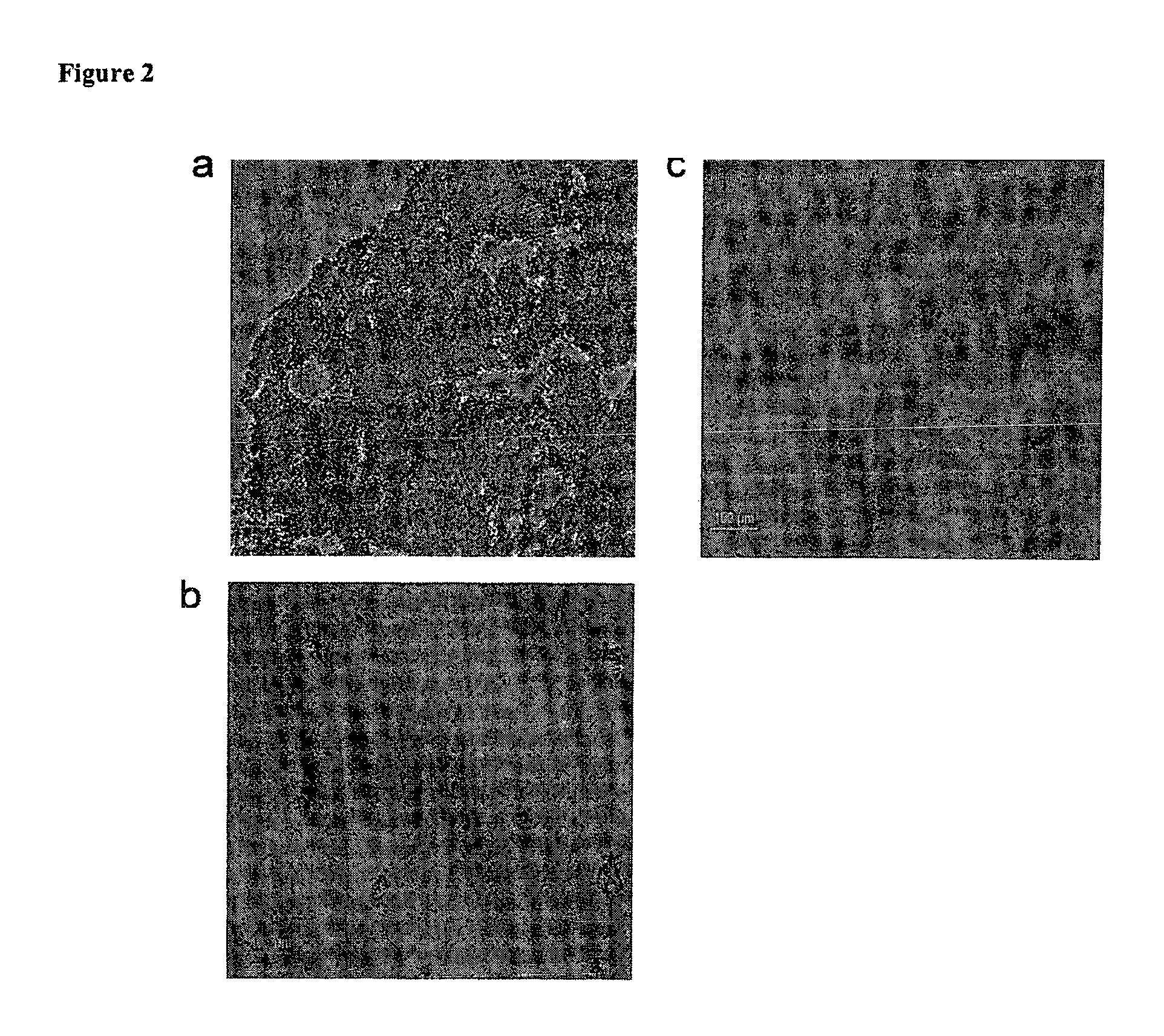 Antimicrobial compounds and uses thereof