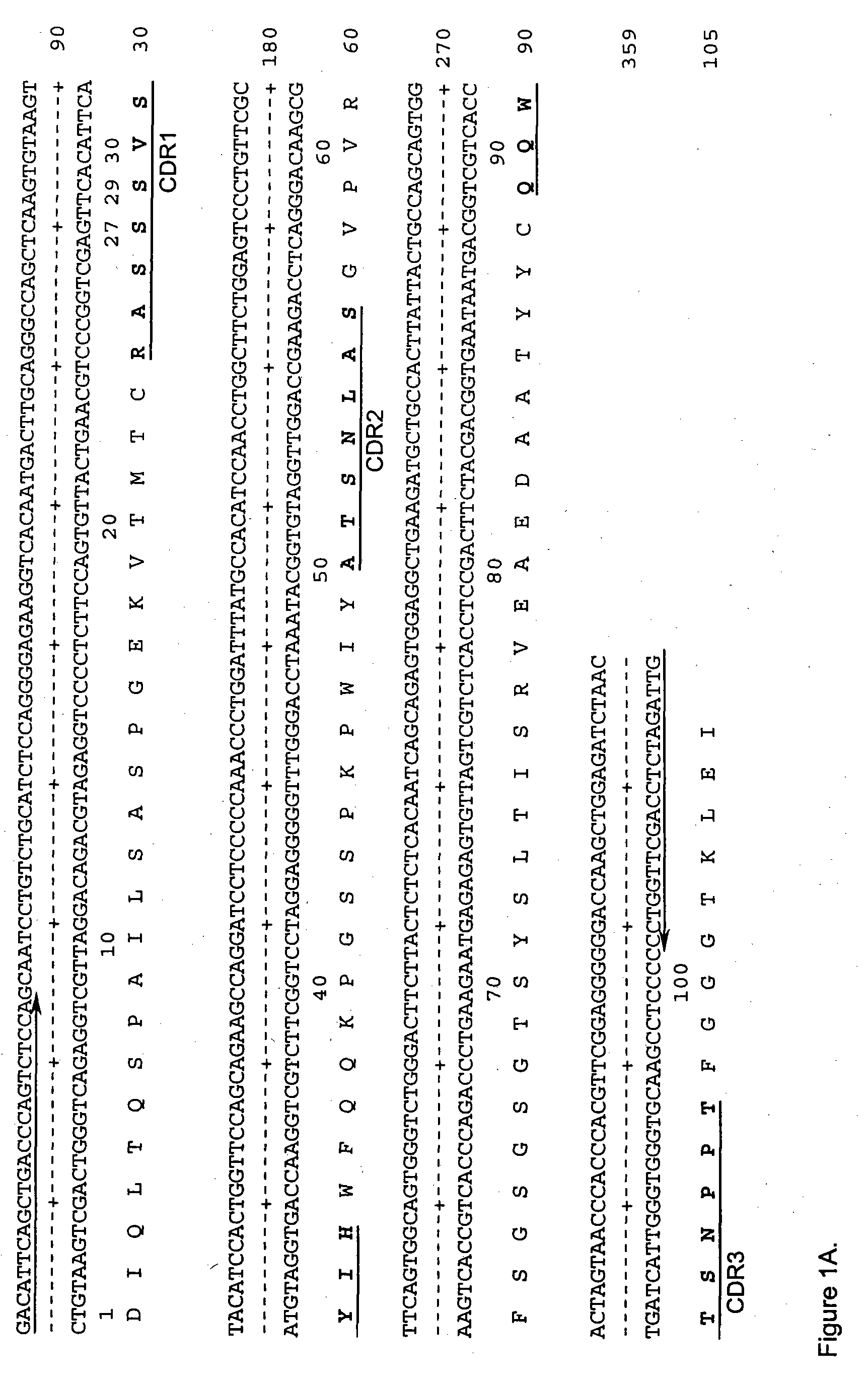Anti-cd20 antibodies and fusion proteins thereof and methods of use