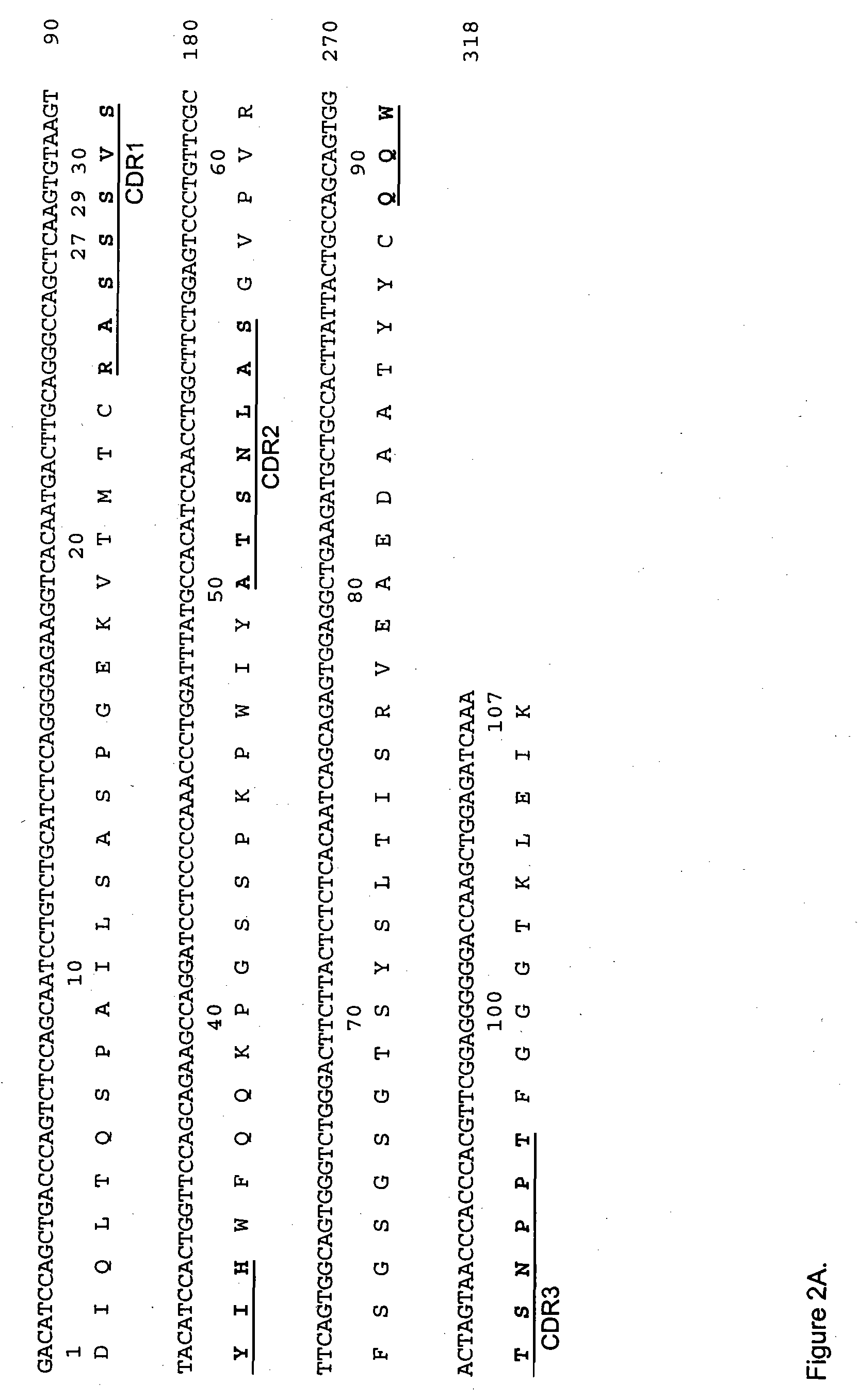 Anti-cd20 antibodies and fusion proteins thereof and methods of use