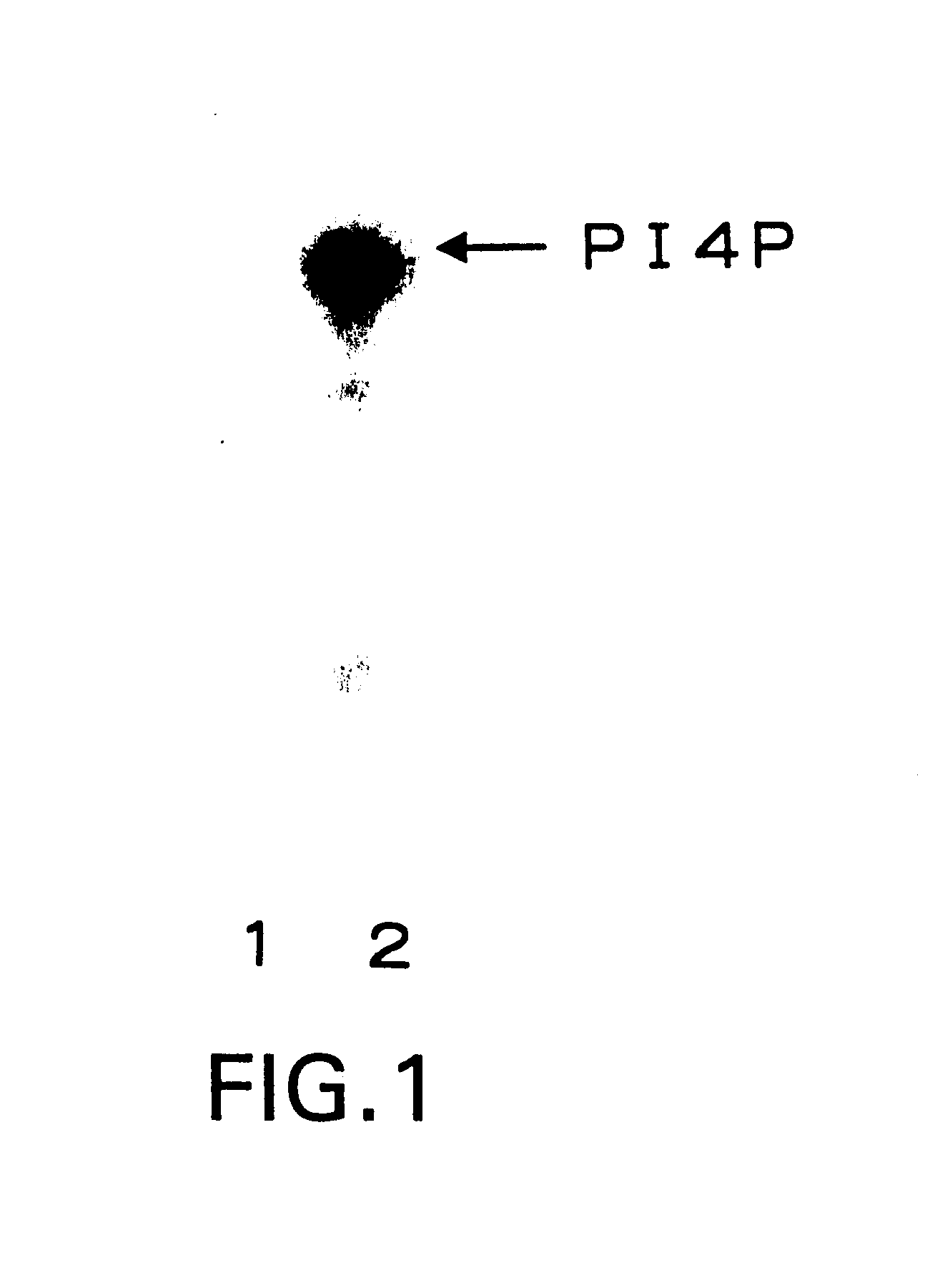 Human nucleosome assembly protein gene