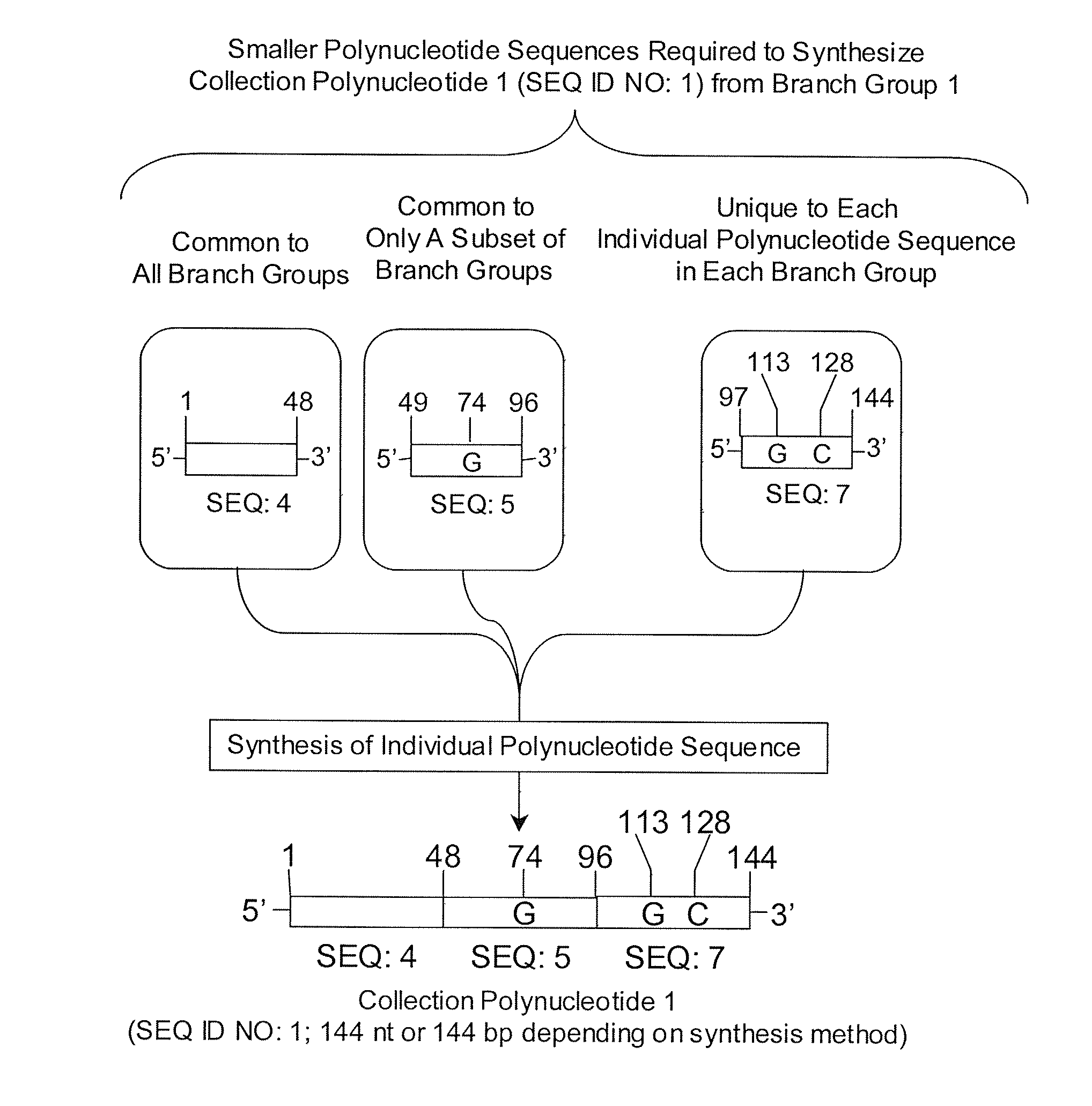 Methods for Synthesizing a Collection of Partially Identical Polynucleotides