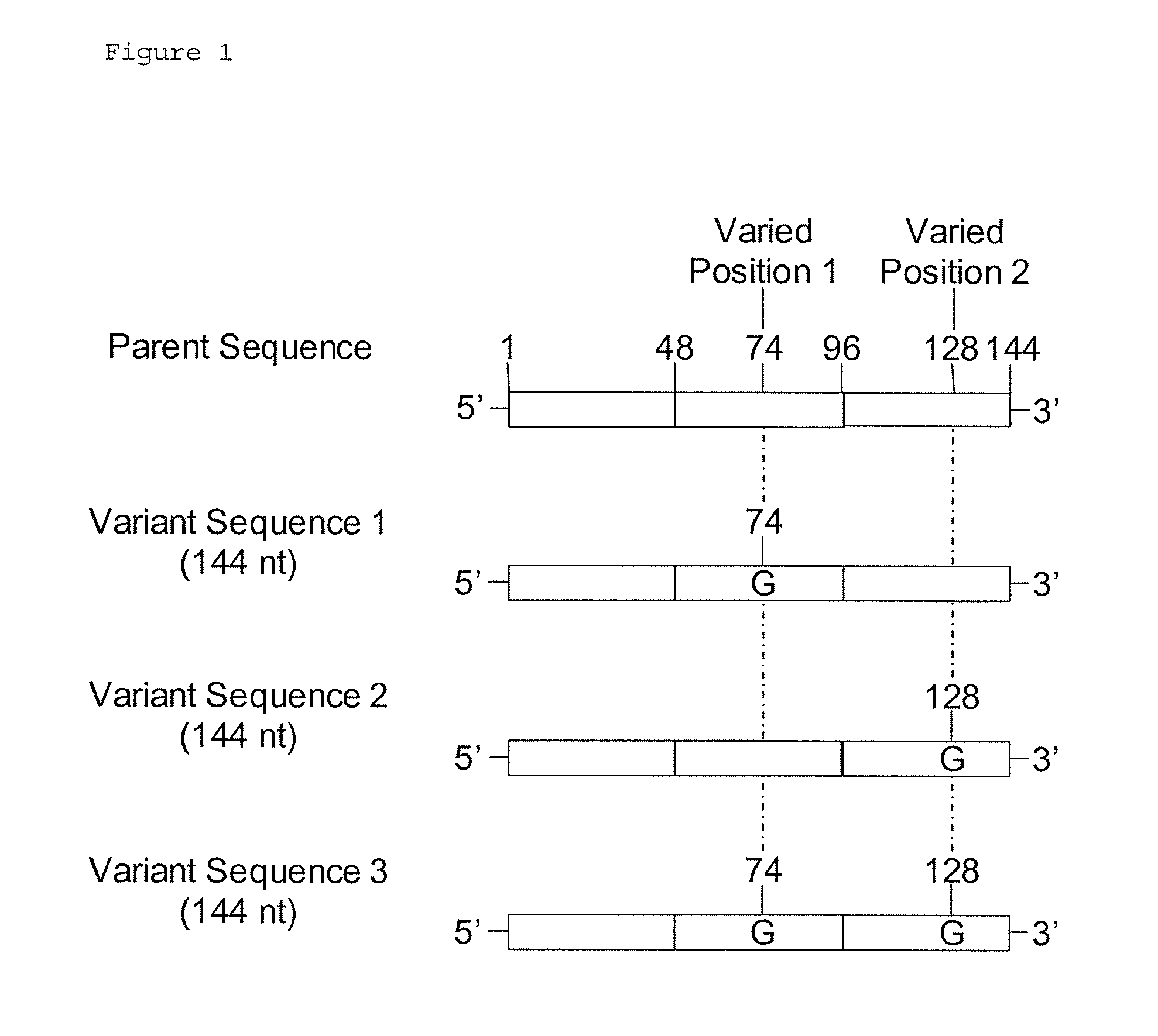 Methods for Synthesizing a Collection of Partially Identical Polynucleotides