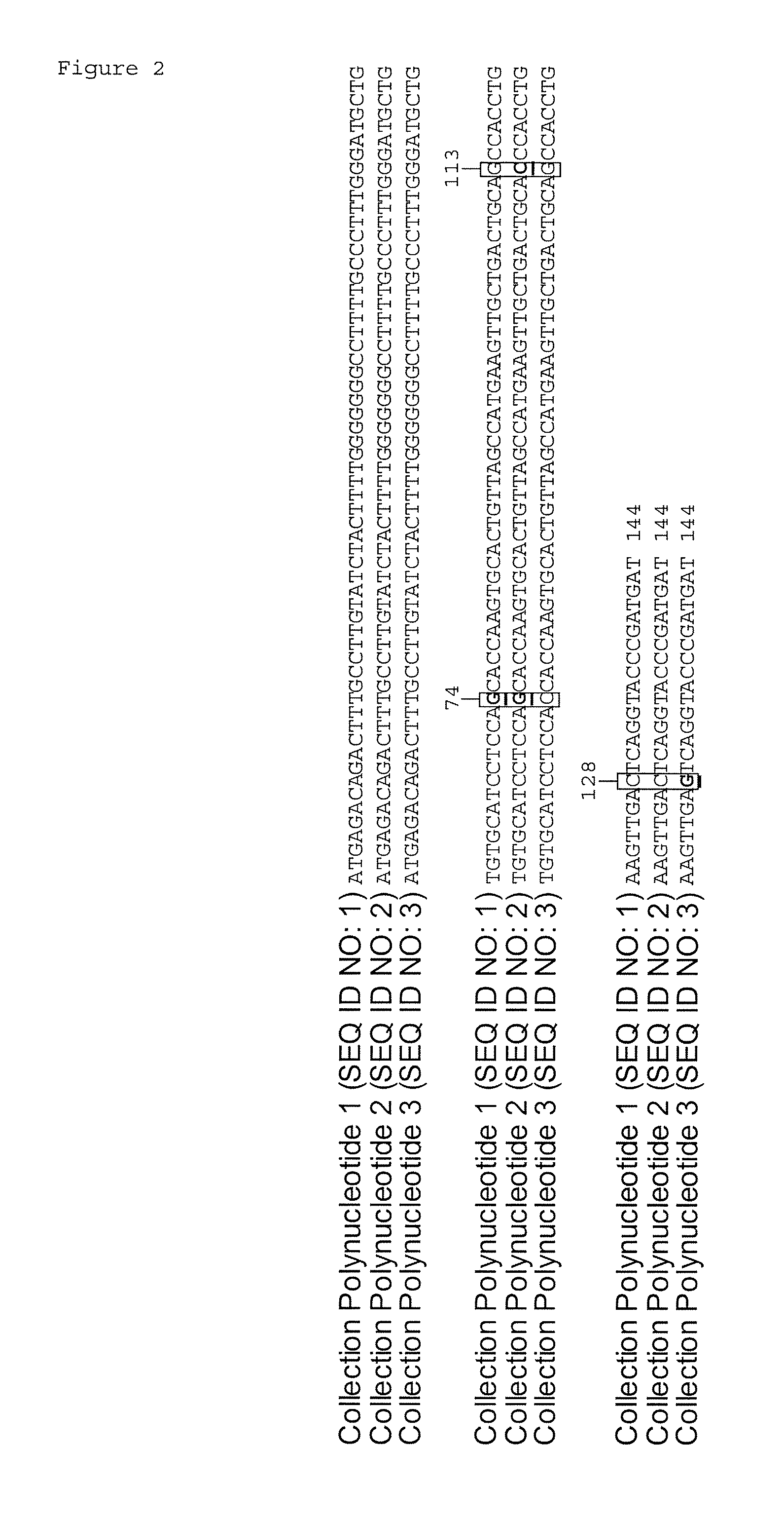 Methods for Synthesizing a Collection of Partially Identical Polynucleotides
