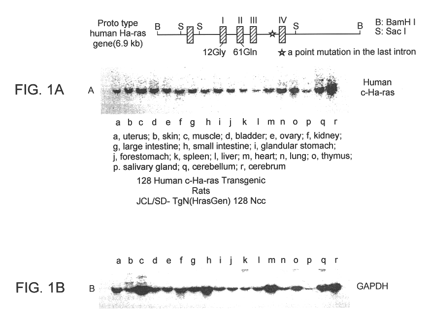 Transgenic rat with human normal type c-Ha-ras gene