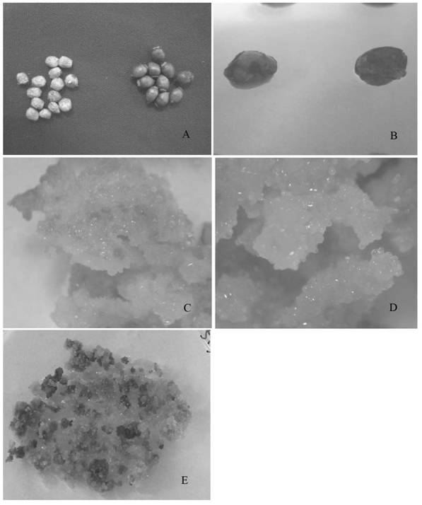 Method for inducing haploid endosperm callus tissues by using ripe taxales chinensis var.mairei endosperms