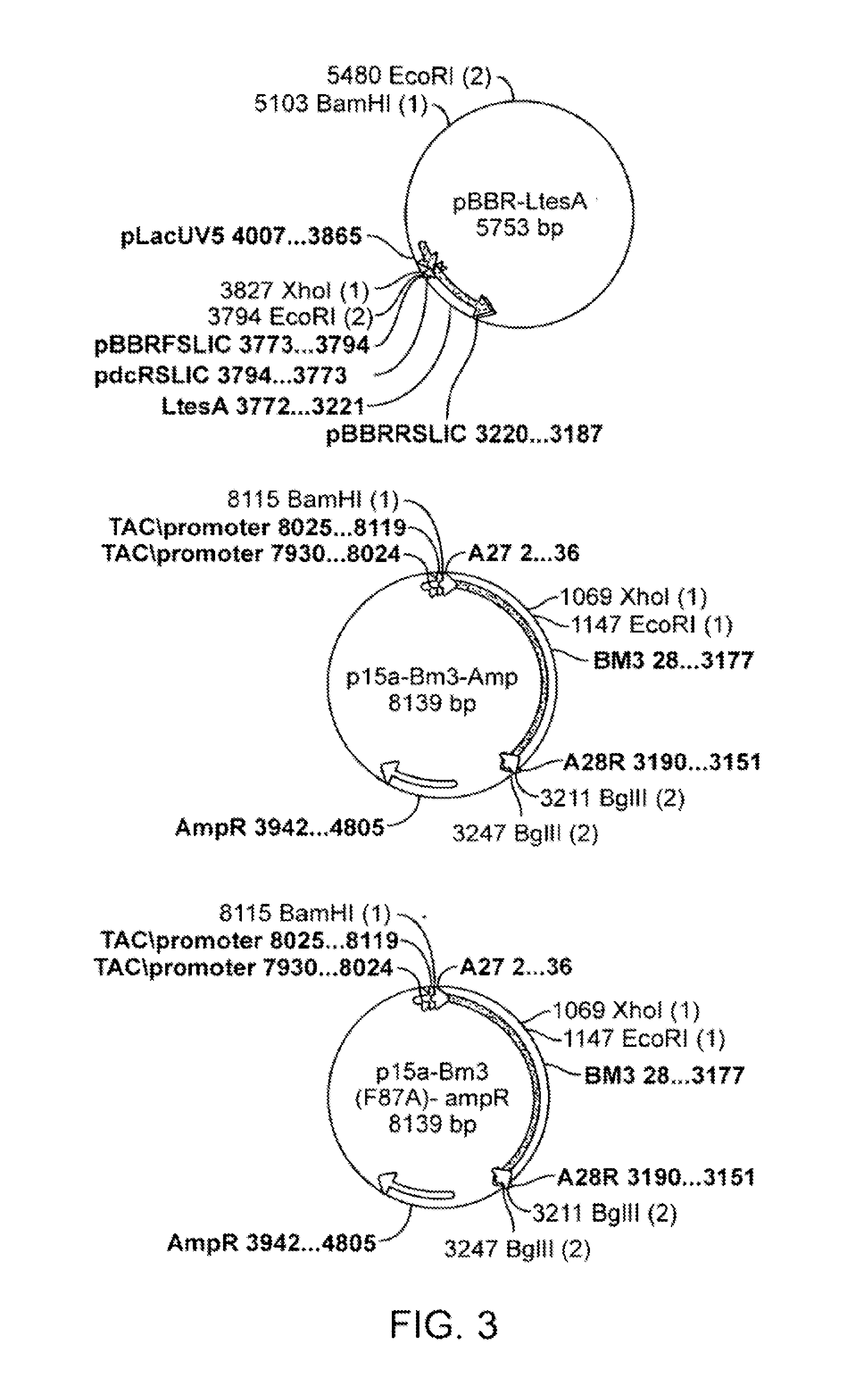 Host Cells and Methods for Producing Diacid Compounds