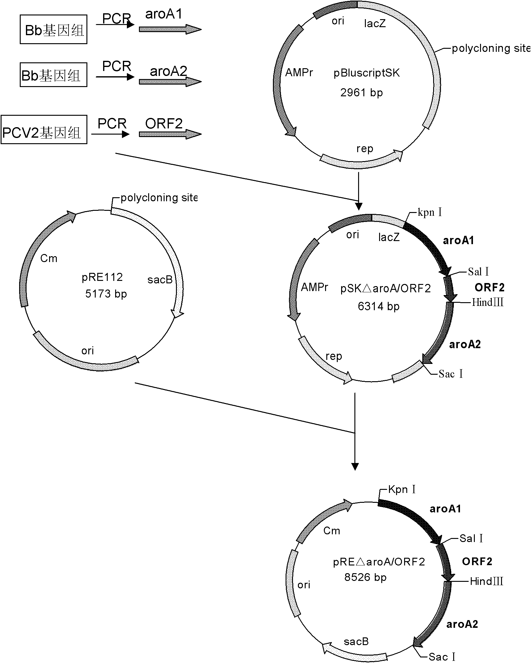 Recombinant Bordetella bronchiseptica strain expressing ORF2 gene fragment of porcine circovirus type 2, vaccine and application