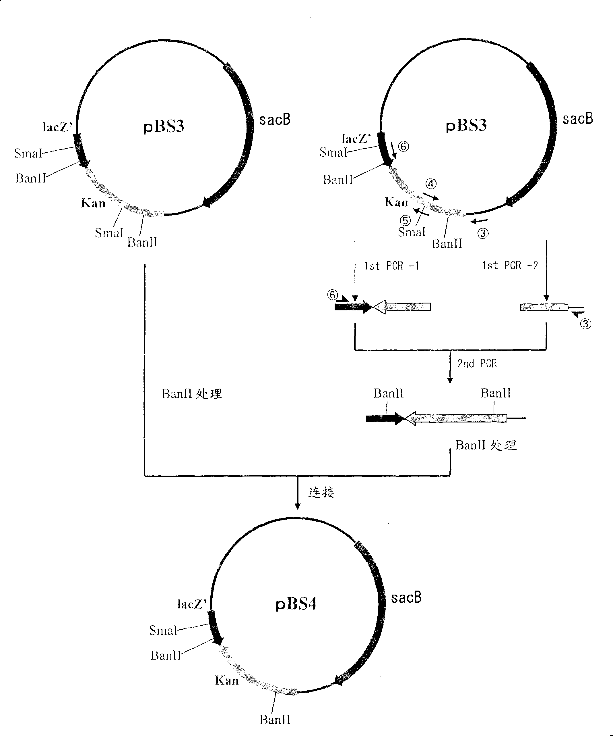 Process for production of succinic acid