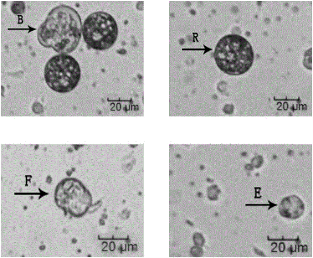 Eriocheir hepatopancreas cell separation and primary culture method