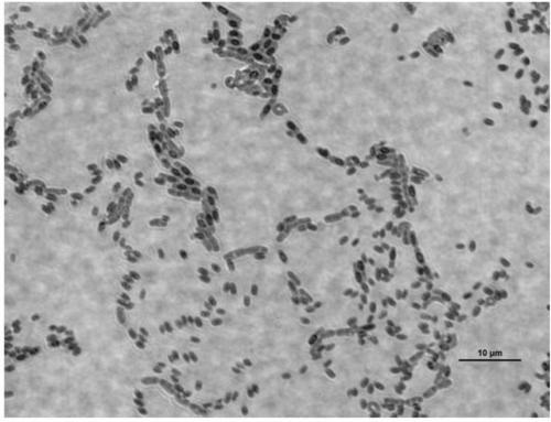 Bacillus flexus alkaAU as well as method, product, and application for producing uric acid oxidase