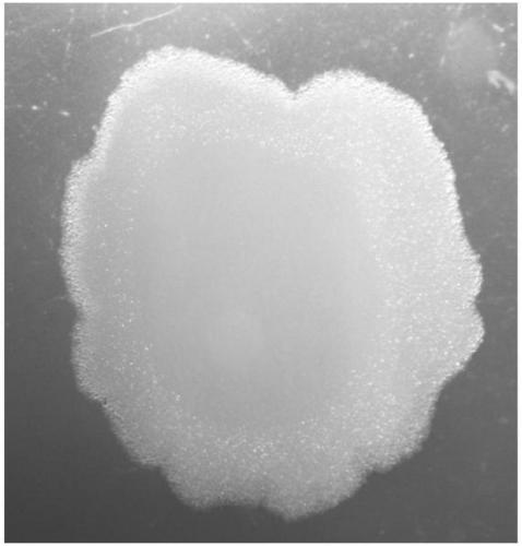 Bacillus flexus alkaAU as well as method, product, and application for producing uric acid oxidase