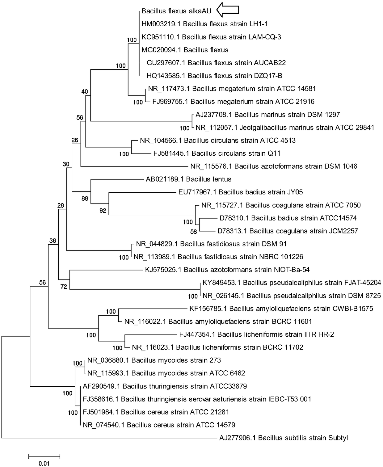 Bacillus flexus alkaAU as well as method, product, and application for producing uric acid oxidase