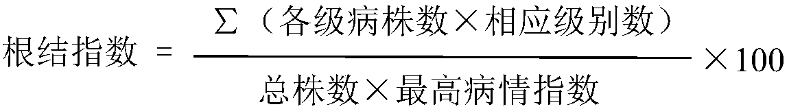 Cucumber grafting seedlings as well as cultivation method and application thereof