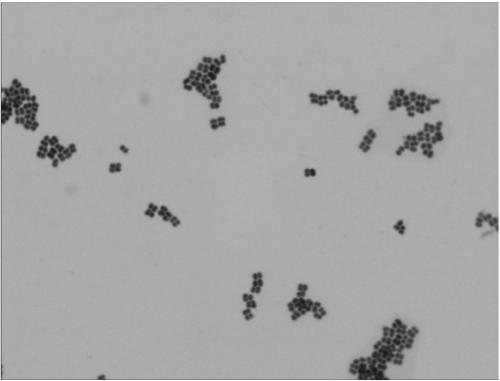 A kind of Pediococcus pentosacea and its application, screening and testing method