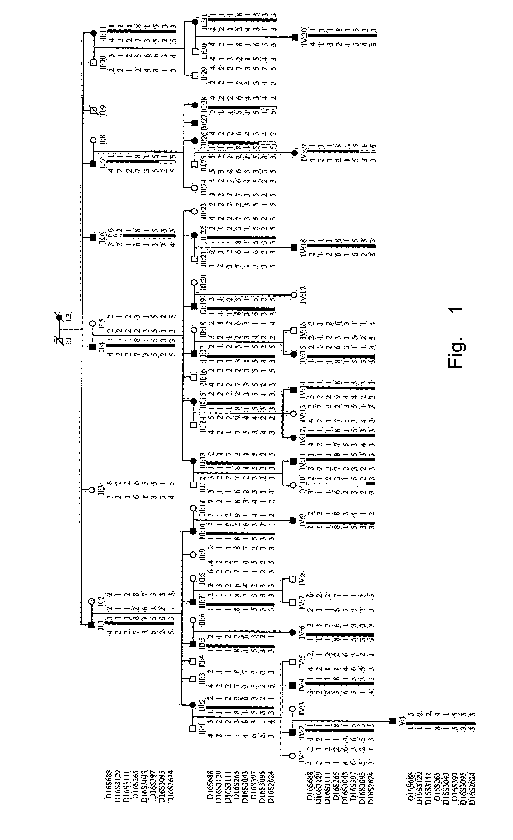 Method of diagnosing and treating lens illnesses using human HSF4 gene and coded product thereof