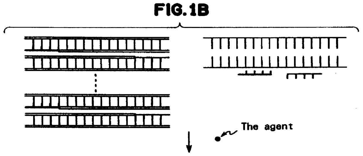 Method for measuring the concentration of polynucleotides