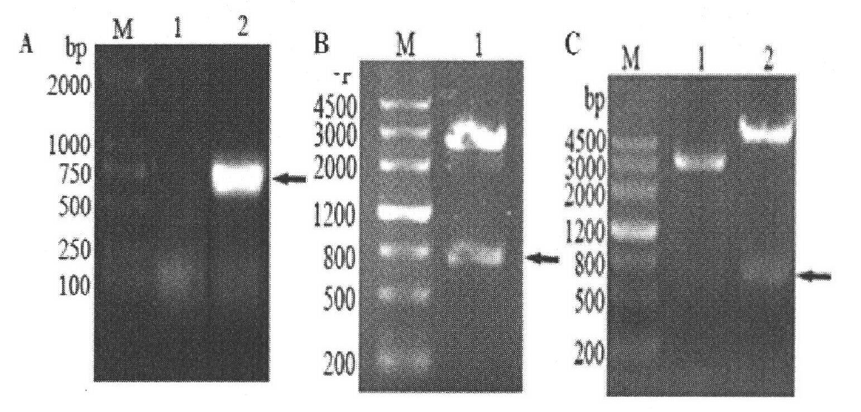 Recombinant UL51 protein-based method for detecting duck plague virus antibody