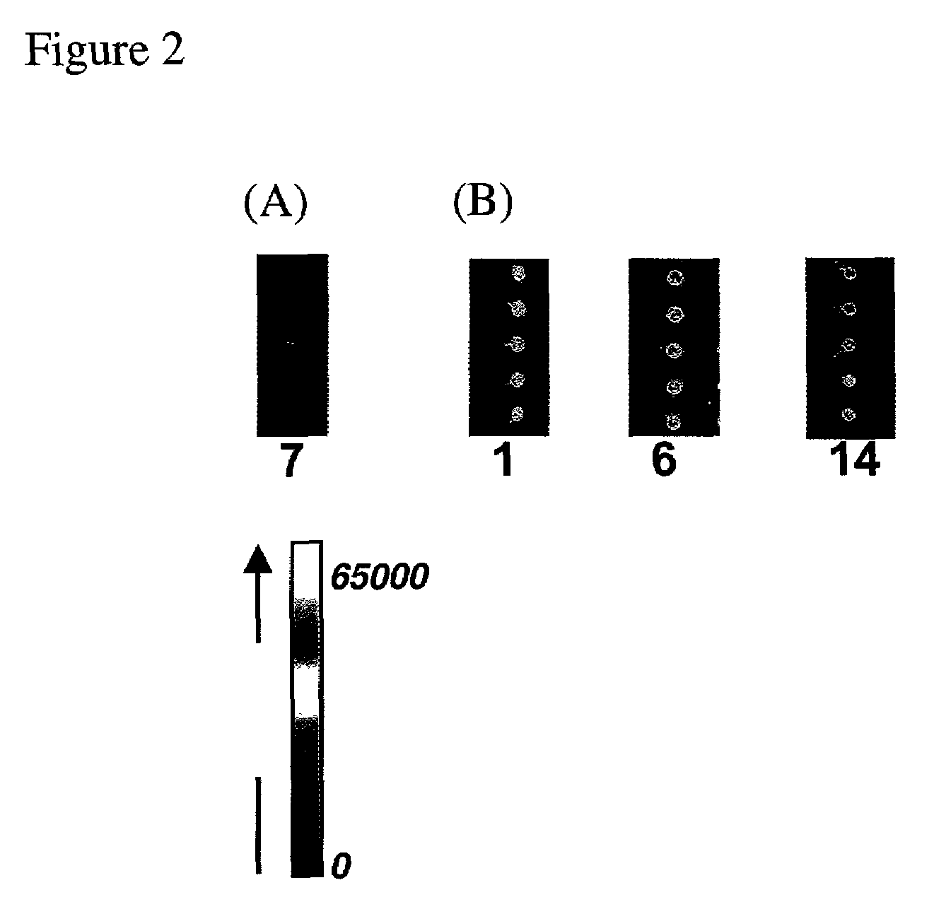 Arrays of biological membranes and methods and use thereof