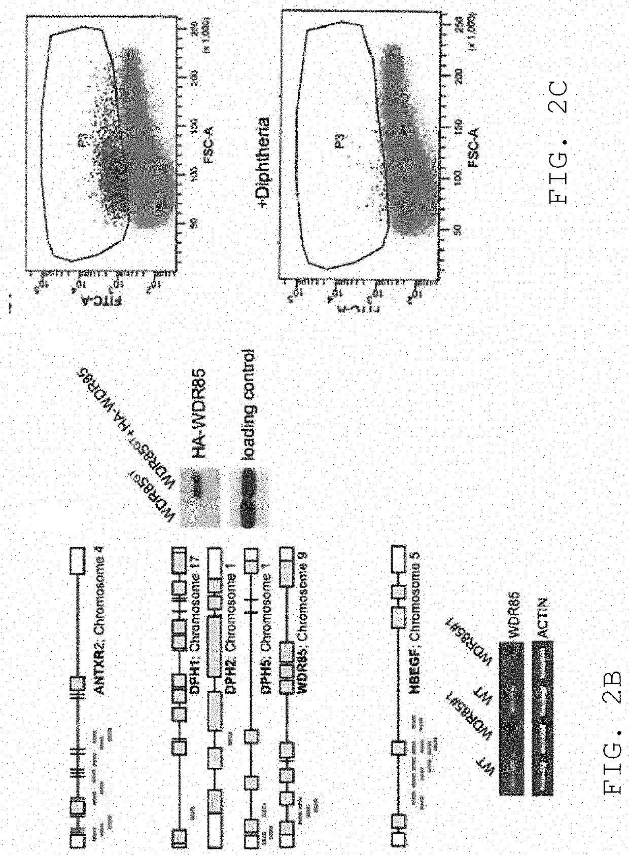 Compositions and methods for mammalian genetics and uses thereof