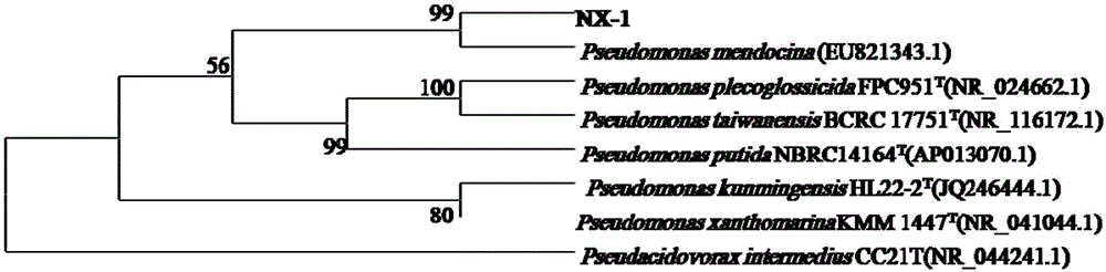 Pseudomonas mendocina NX-1 and application thereof to degradation of n-hexane