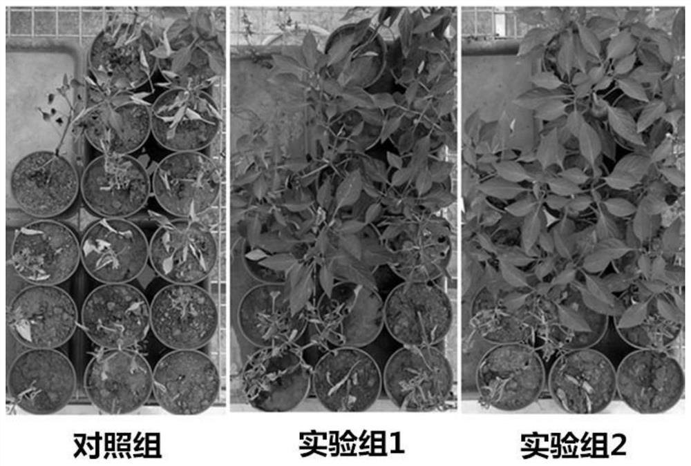 A carbon-based bio-organic fertilizer for improving degraded vegetable soil and its application