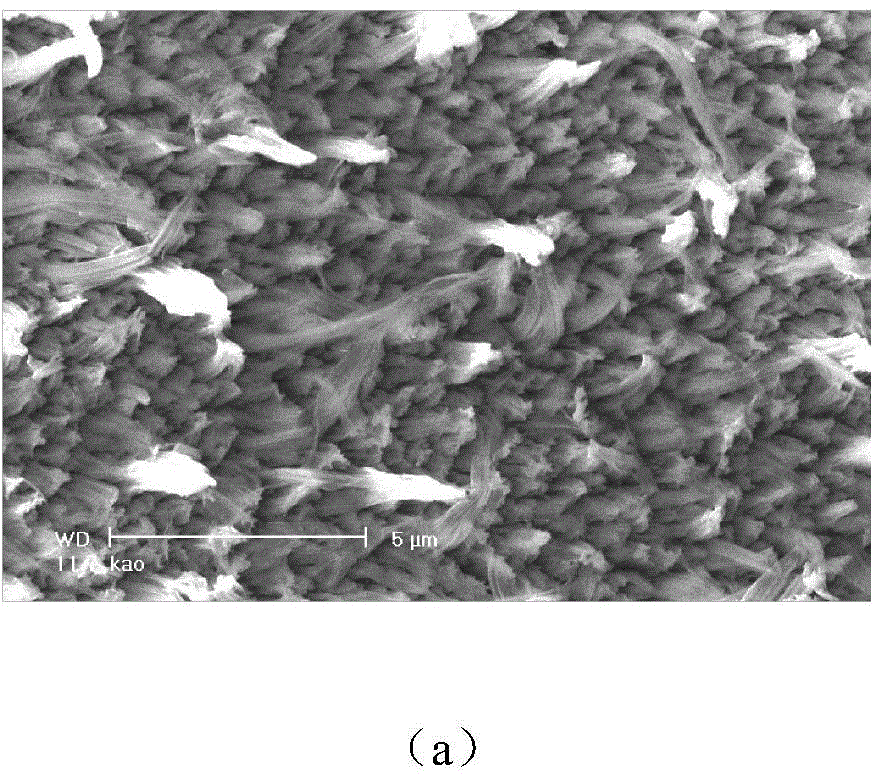 Space environment damage prevention protective coating as well as preparation method and application thereof