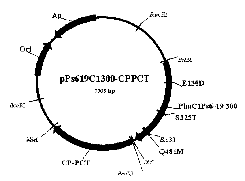 Copolymer comprising 4-hydroxybutyrate unit and lactate unit and its manufacturing method