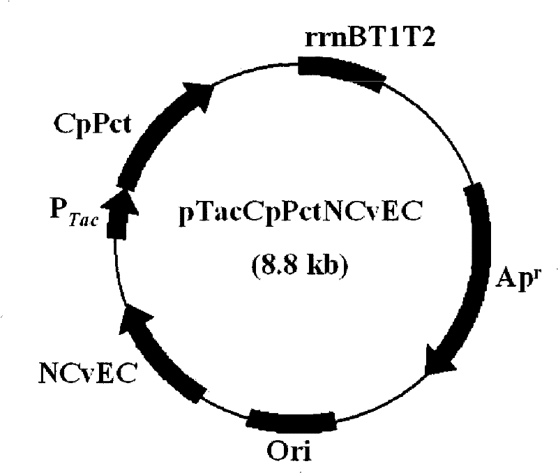 Copolymer comprising 4-hydroxybutyrate unit and lactate unit and its manufacturing method