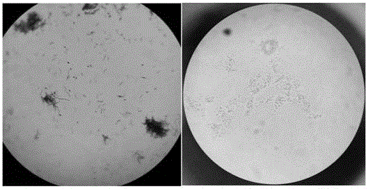 Production method of water soluble fertilizer containing saccharophilous bacillus and humic acid