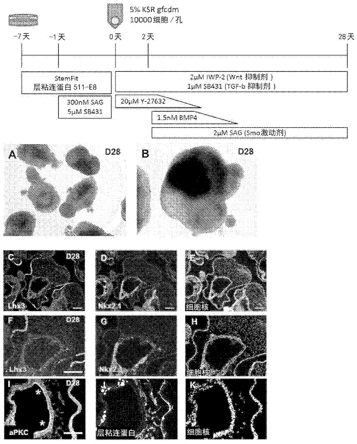 Method for producing cell mass including pituitary tissue, and cell mass thereof