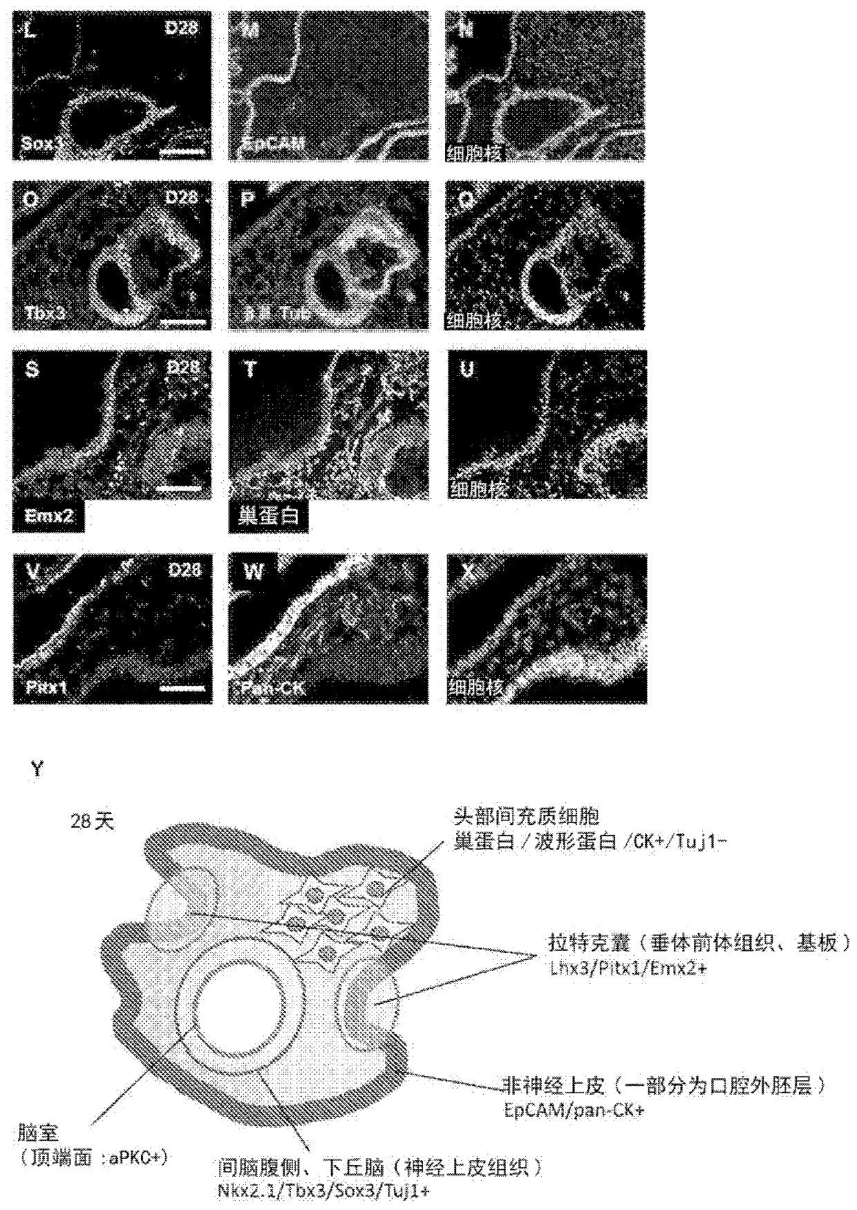 Method for producing cell mass including pituitary tissue, and cell mass thereof