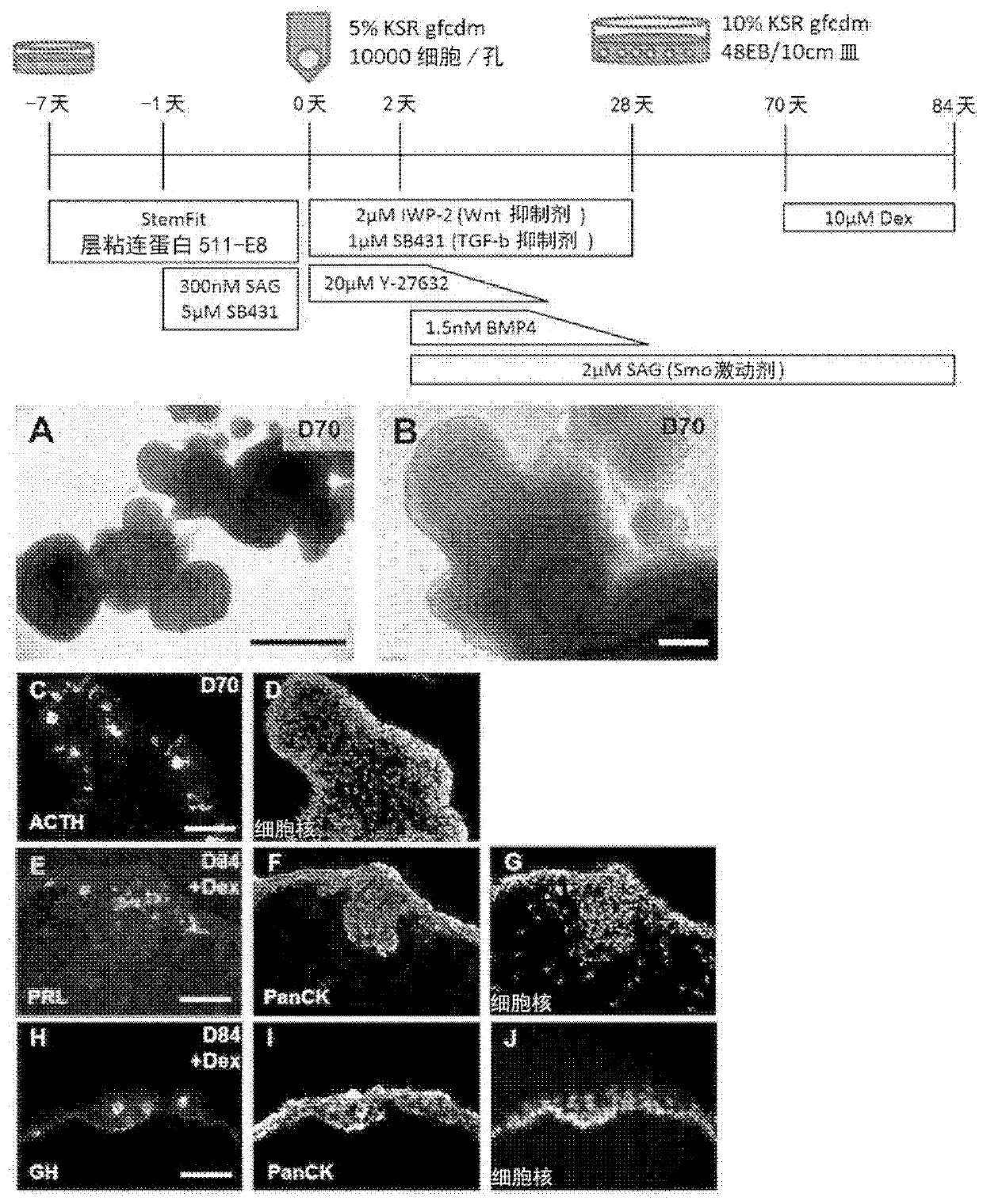 Method for producing cell mass including pituitary tissue, and cell mass thereof