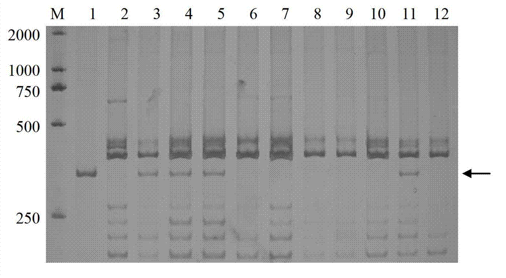 Molecular marker 6VS-LEM with specificity for haynaldia villosa 6VS chromosomes and application thereof