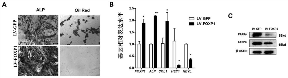 Method for delaying aging caused by in vitro culture of human bone marrow mesenchymal stem cells