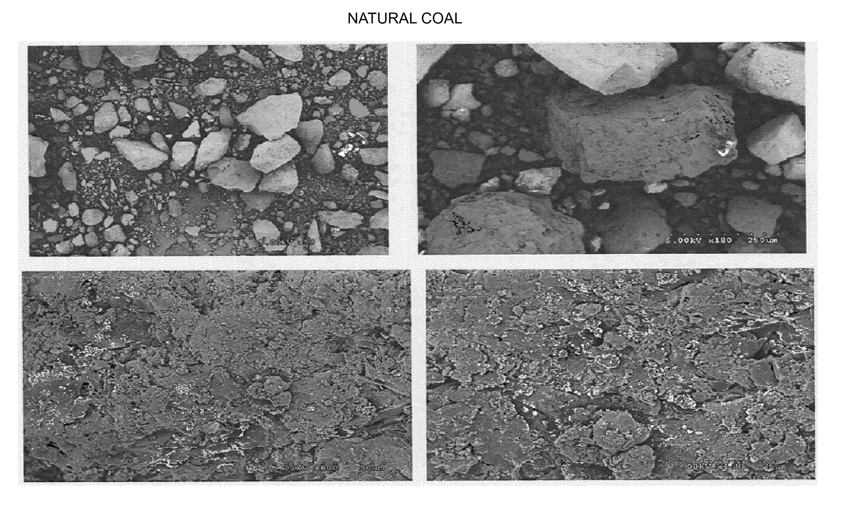 Algal coal and process for preparing same