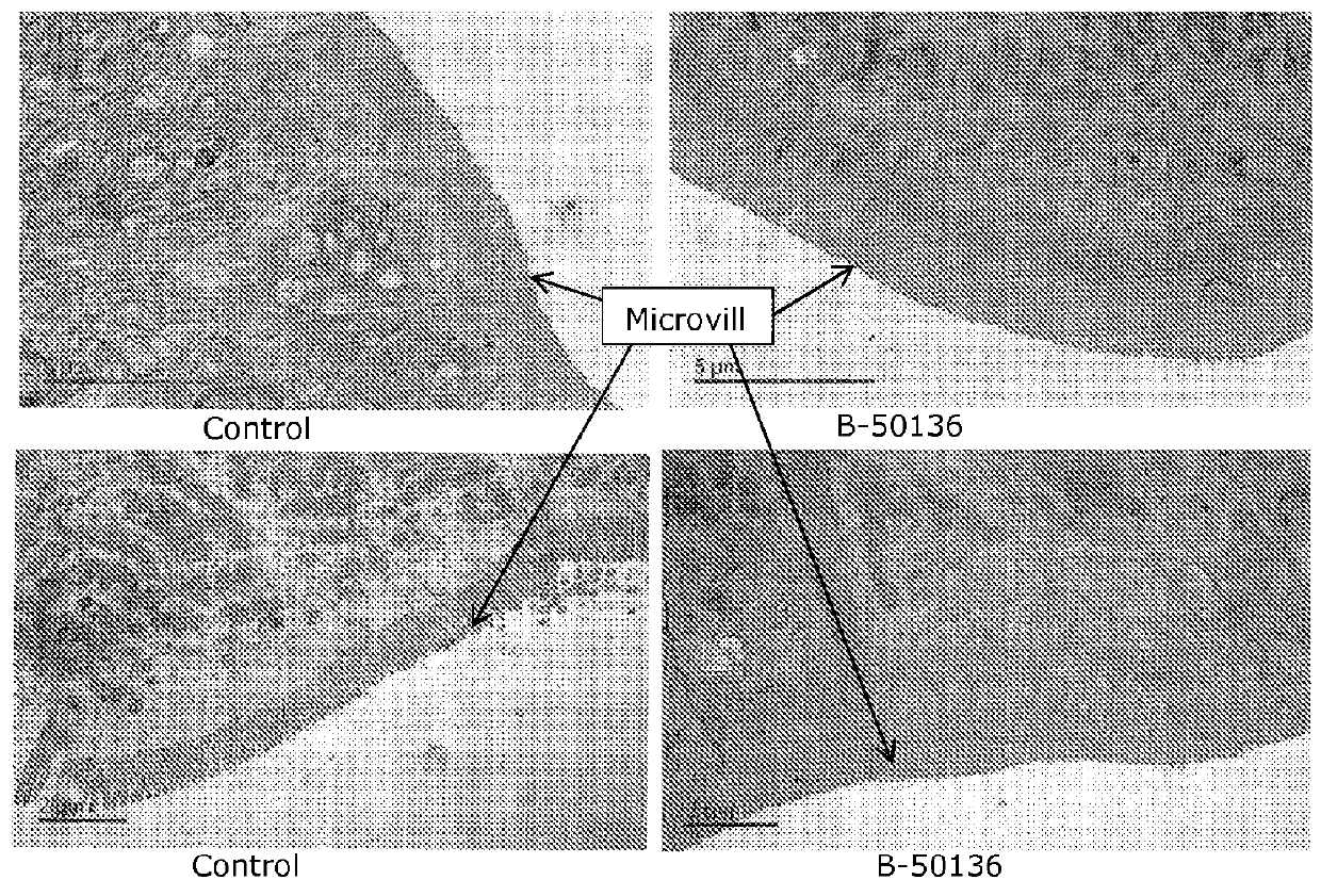 Compositions and methods for improving the health of aquatic animals