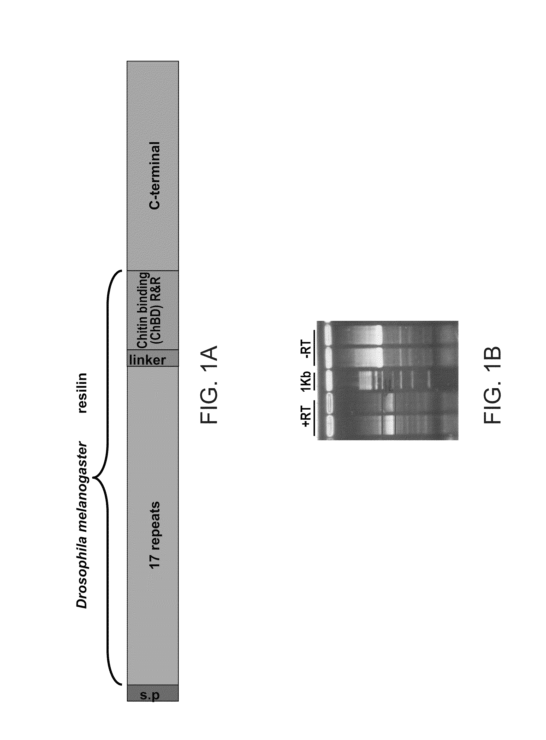 Compositions comprising fibrous polypeptides and polysaccharides