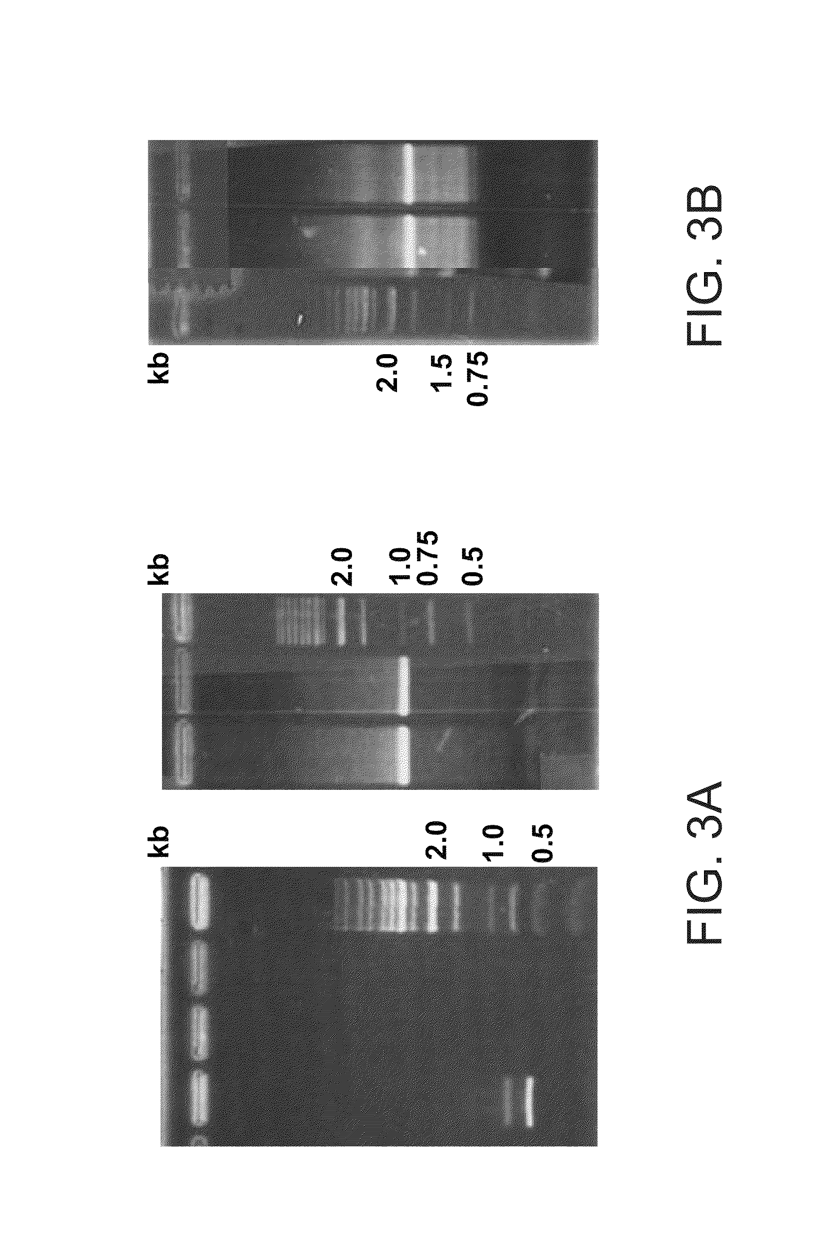 Compositions comprising fibrous polypeptides and polysaccharides