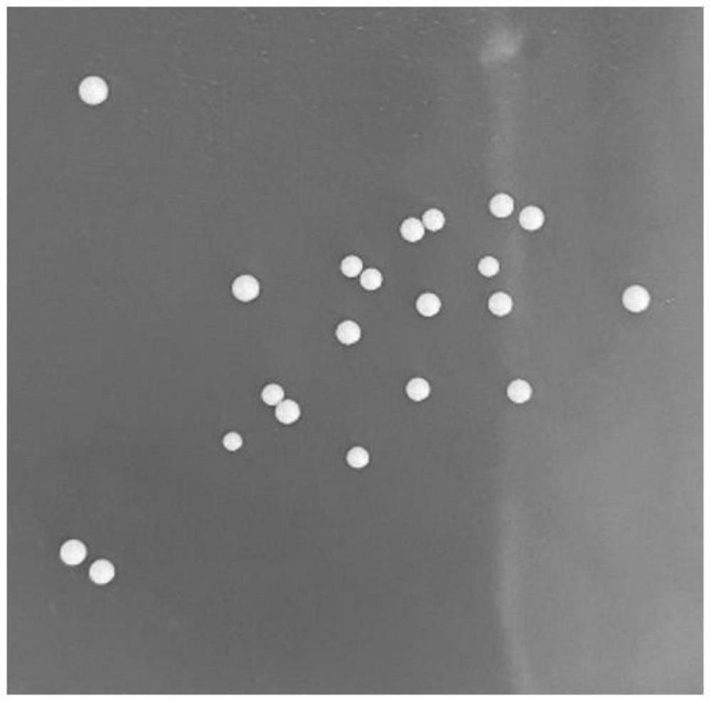 Lactic acid bacteria capable of degrading biogenic amine and application thereof