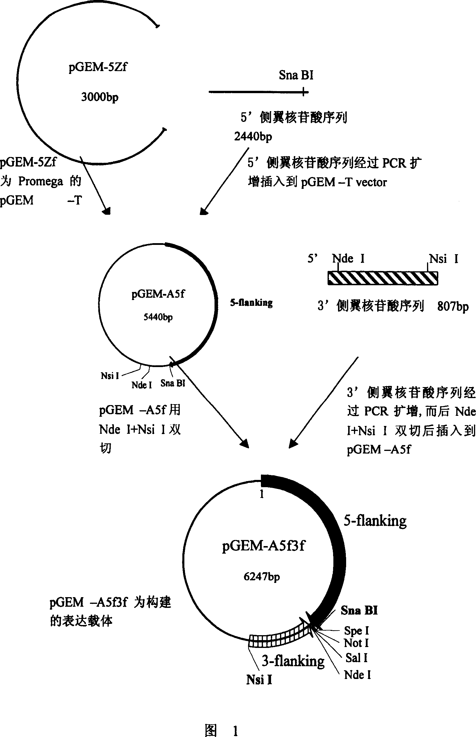 Sheep growth hormone releasing hormone gene and its expression product and application